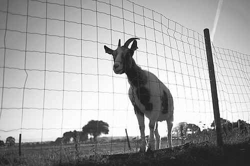 美国农业部开出350万美元动物福利罚单，机构存在虐待山羊问题