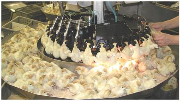 蛋鸡福利——禽断喙的发展现状